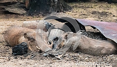 Warthogs pumbas sleeping in early morning by dying campfire Stock Photo