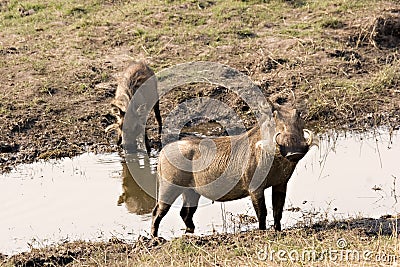 Warthogs at the riverfront Stock Photo