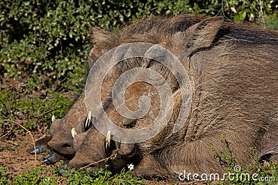 Warthogs sleeping Stock Photo