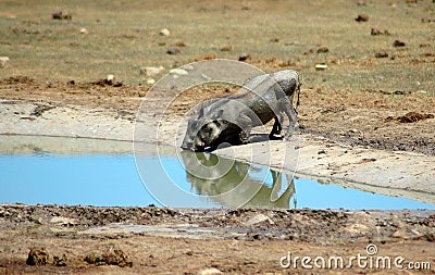 Warthogs in South Africa Stock Photo