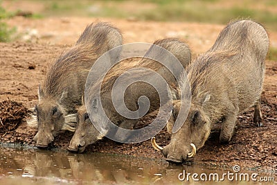 Warthogs at a watering hole Stock Photo