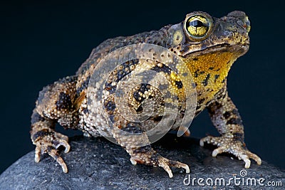 Warty Toad / Bufo granulosa Stock Photo