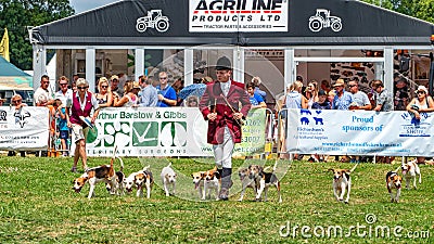 Warwickshire Beagles at the Hanbury Countryside Show, Worcestershire, England. Editorial Stock Photo