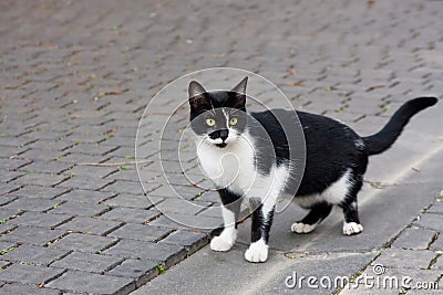 Wary alley cat Stock Photo