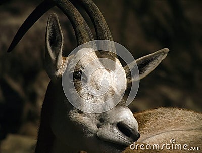 Wary Deer Stock Photo