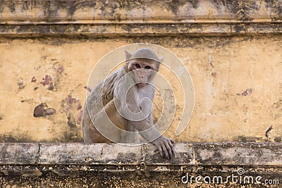 Wary monkey sitting on old house in Jaipur Stock Photo