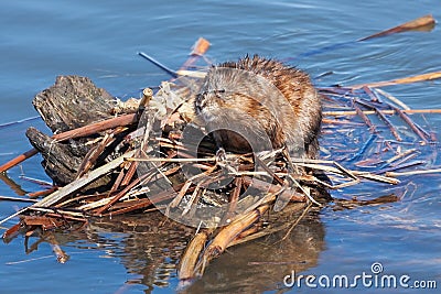 Wary Muskrat on His Lodge Stock Photo