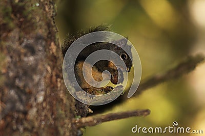 Wary Squirrel in a Tree Eating a Nut Stock Photo