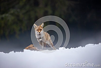 Wary young fox catch hare Stock Photo