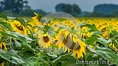 Rainy day in the sunflower field
