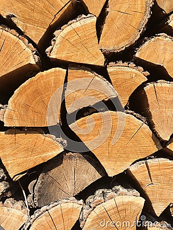 Some kind of a beautiful firewood found by us. Stock Photo