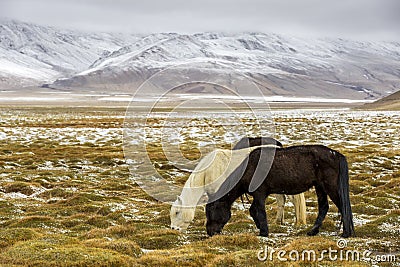 Horse Grazing during snow - Ladakh India Stock Photo