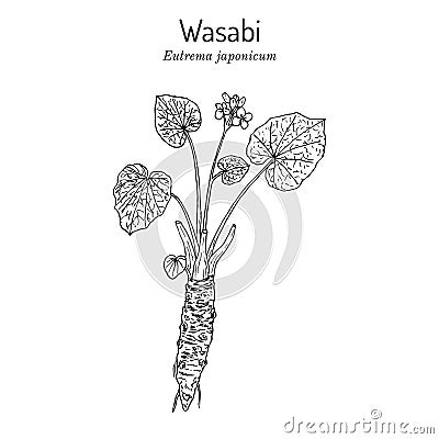 Wasabi or Japanese horseradish Eutrema japonicum , edible plant Vector Illustration