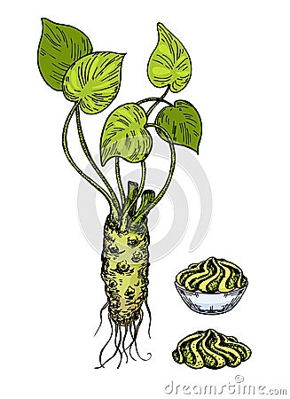 Wasabi root slice with sauce in bowl vector drawing. Color sketch for wasabi or japanese sashimi. Hand drawn sushi Vector Illustration