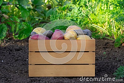 Variety of organic washed potatoes in the wooden crate in the garden Stock Photo