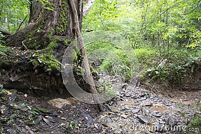 Washed out roots near creek Stock Photo