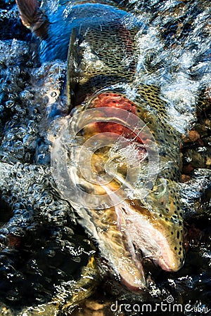 Washed rainbow trout Stock Photo