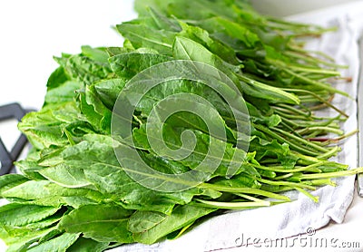 washed sorrel for harvesting for the winter period Stock Photo