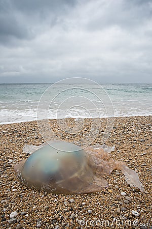 Washed up Barrell Jellyfish Stock Photo