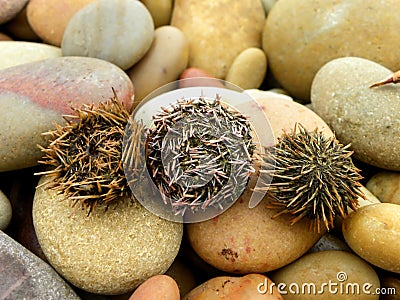 Washed up Cape Sea Urchins Stock Photo