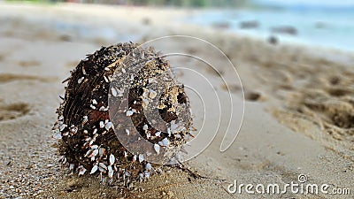 A washed up coconut with tiny seashells attached to it, laying on a beach at Koh Kood, Thailand. Stock Photo