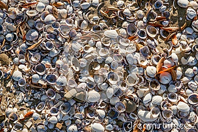 Washed up seashells cover sand on beach Stock Photo