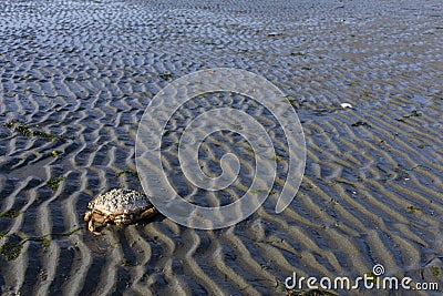 Washed Up Large Dead Crab Stock Photo