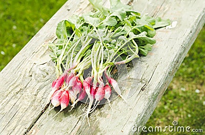 Washedup garden radish/washedup garden radish on an old wooden background, selective focus Stock Photo