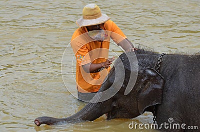 Washing a baby elephant at Pinnawala Elephant Orphanage, Sri Lanka Editorial Stock Photo