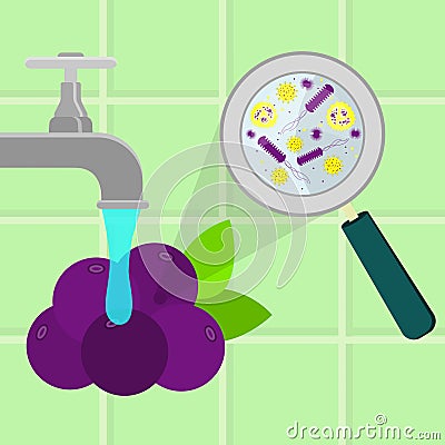 Washing contaminated acai fruit Vector Illustration