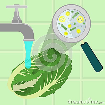 Washing contaminated cabbage Vector Illustration