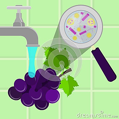 Washing contaminated grape Vector Illustration