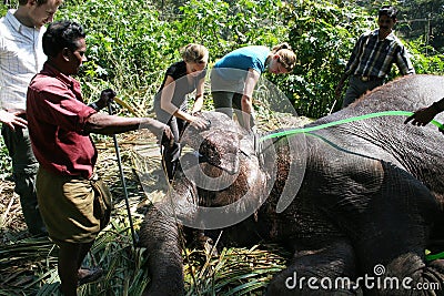 Washing the elephant Editorial Stock Photo