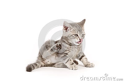 Washing gray kitten on white ground Stock Photo