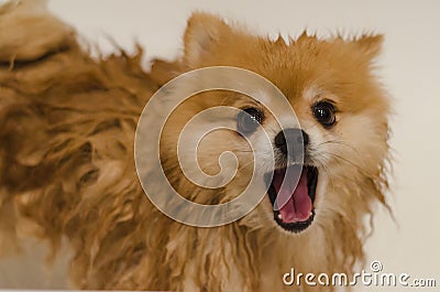 Washing and grooming of a thoroughbred dog, getting rid of fleas and ticks. care and hygiene of animal hair. Pomeranian German Stock Photo