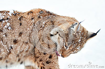 Washing Lynx with tongue on the white background Stock Photo