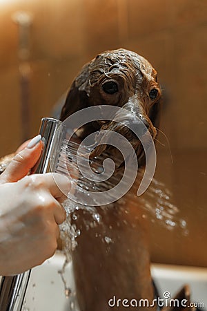 Washing a small dog in a grooming salon. Stock Photo