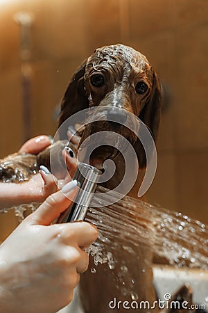 Washing a small dog in a grooming salon. Stock Photo