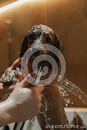 Washing a small dog in a grooming salon. Stock Photo