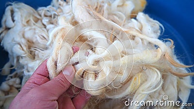 Washing wool, sheep`s wool ready to be washed in a bowl Stock Photo