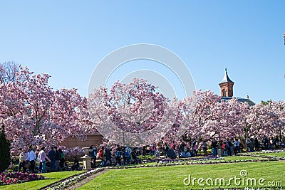 Magnolia trees blooming in Washington, DC during the springtime Editorial Stock Photo