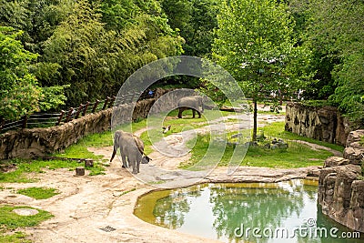 Washington DC - May 11, 2019: Elephants walk around in their habitat in the Smithsonian National Zoo on a spring day Editorial Stock Photo