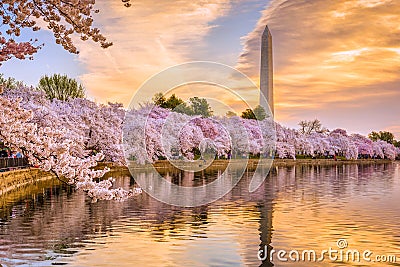 Washington DC in Spring Stock Photo