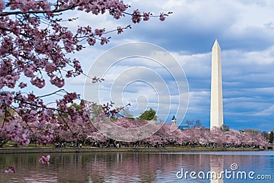 Washington Monument during Cherry Blossom Festival at the tidal basin, Washington DC Editorial Stock Photo
