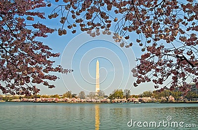 Washington Monument Framed in Cherry Blossoms Stock Photo