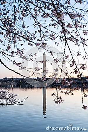 Tidal Basin Sunrise During Peak Bloom Stock Photo