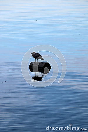 Washington state bird floating on log Stock Photo