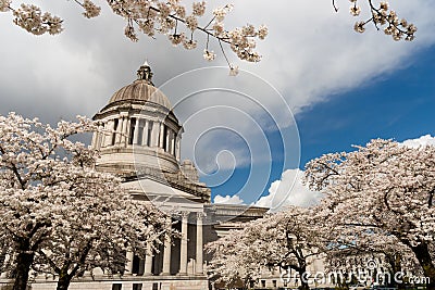 Washington State Capital Building Olympia Springtime Cherry Blossoms Stock Photo