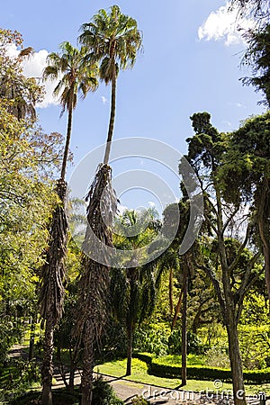 Washingtonia palm tree Stock Photo