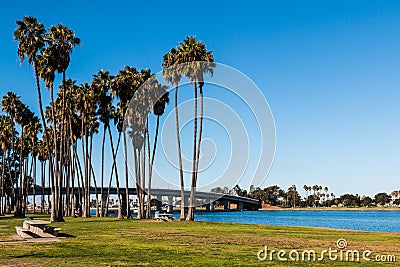 Washingtonia Robusta Palm Trees on Mission Bay in San Diego Stock Photo